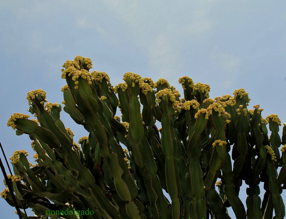 EUPHORBIA