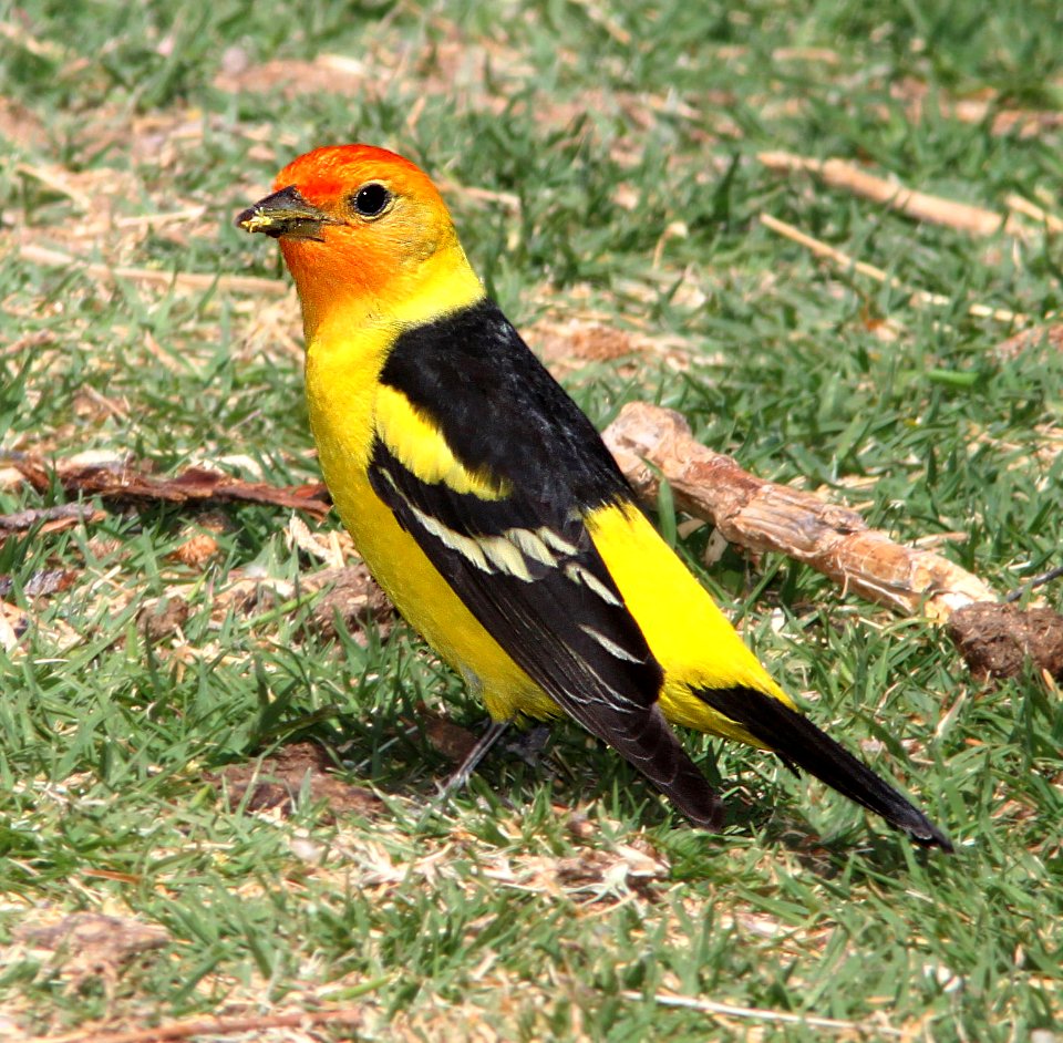 913 - WESTERN TANAGER (5-10-11) patagonia lake, scc, az  (4)