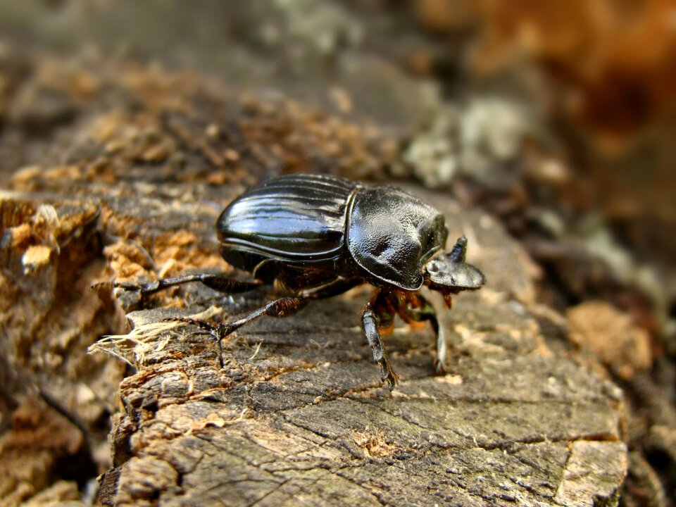 Tree black insects