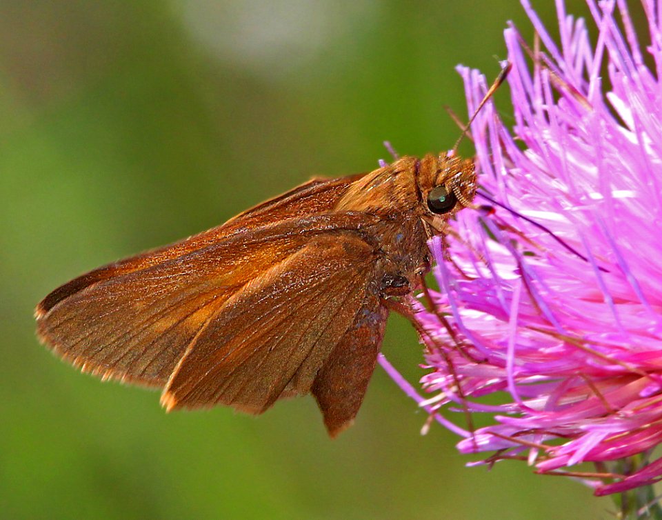 SKIPPER, PALATKA (Euphyes pilatka) (3-3-13) evrgades national park, monroe co, fl  (4)