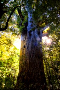 2017 03 New Zealand D750 57497