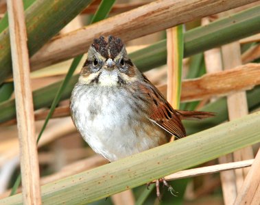 894 - SWAMP SPARROW (12-15-12) patagonia lake, scc, az  (6) - Copy