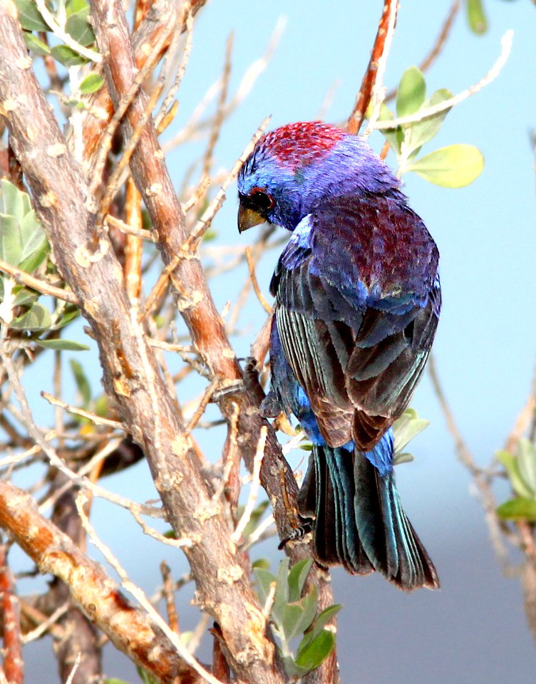 925 - VARIED BUNTING (7-4-11) 78 circulo montana, patagonia lake ranch estates, scc, az  (6)