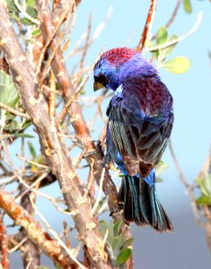 925 - VARIED BUNTING (7-4-11) 78 circulo montana, patagonia lake ranch estates, scc, az  (6)