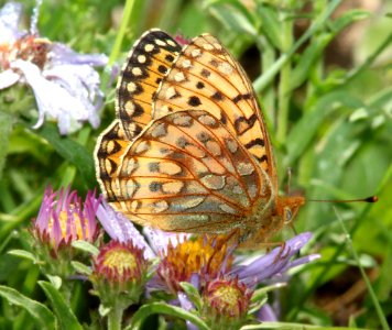 FRITILLARY, MORMON (Speyeria mormonia) (8-19-13) 9000 ft, just s of stunner pass, conejos co, co -02