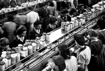 Female workers at the Queensland Tropical Fruit Produce Cannery, Northgate, 6 March 1948