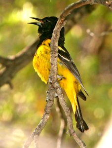 952 - SCOTT'S ORIOLE (6-20-09) cave creek cyn, az  (4)