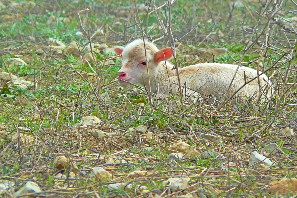 Animal world cute farm