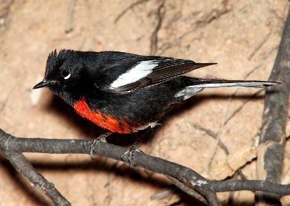 850 - PAINTED REDSTART (3-31-12) humboldt cyn, patagonia mts, scc, az - (2)