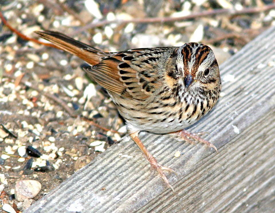 893 -  LINCOLN'S SPARROW (1-11-07) canet rd, slo co, ca - Copy
