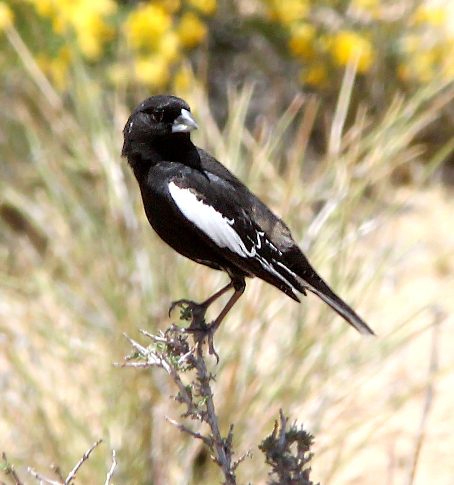 882 - LARK BUNTING (5-21-13) romano bench, kane co, ut  (1)