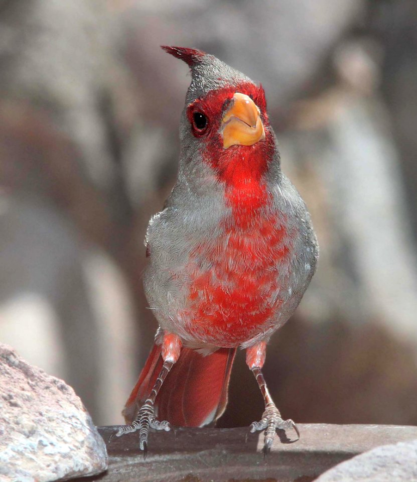 917 - PYRRHULOXIA (3-26-11) 789 circulo montana, patagonia lake ranch estates, scc, az  (2)