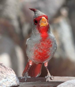 917 - PYRRHULOXIA (3-26-11) 789 circulo montana, patagonia lake ranch estates, scc, az  (2)