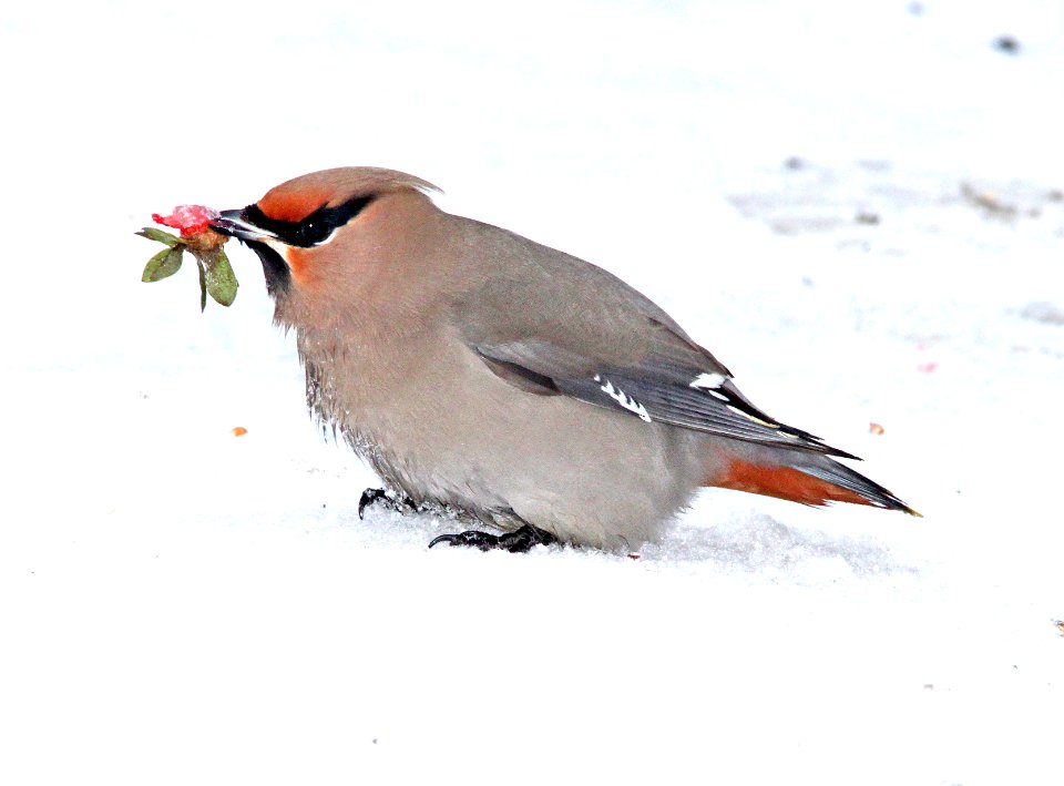 785 - BOHEMIAN WAXWING (2-17-11)  admiral's cove, newfoundland (11)