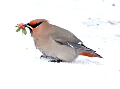 785 - BOHEMIAN WAXWING (2-17-11)  admiral's cove, newfoundland (11)