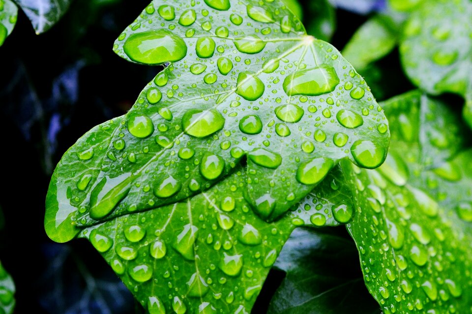 Ivy leaf climber plant green