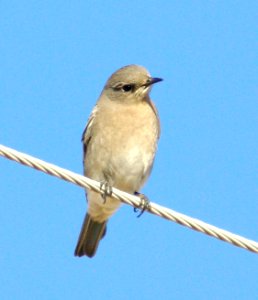 736 - MOUNTAIN BLUEBIRD (11-07-08) carrizo plain, slo co, ca (3)