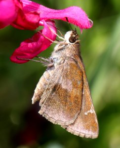 SKIPPER, CLOUDED (Lerema accius) (10-10-08) sante fe ranch, near nogales, scc, az (5)
