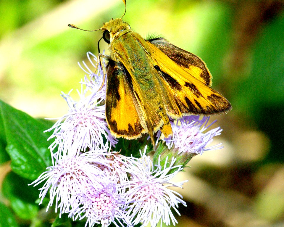 SKIPPER, FIERY (hylephila phyleus) (1-13-09) male, edinburg birding center, tx (1)
