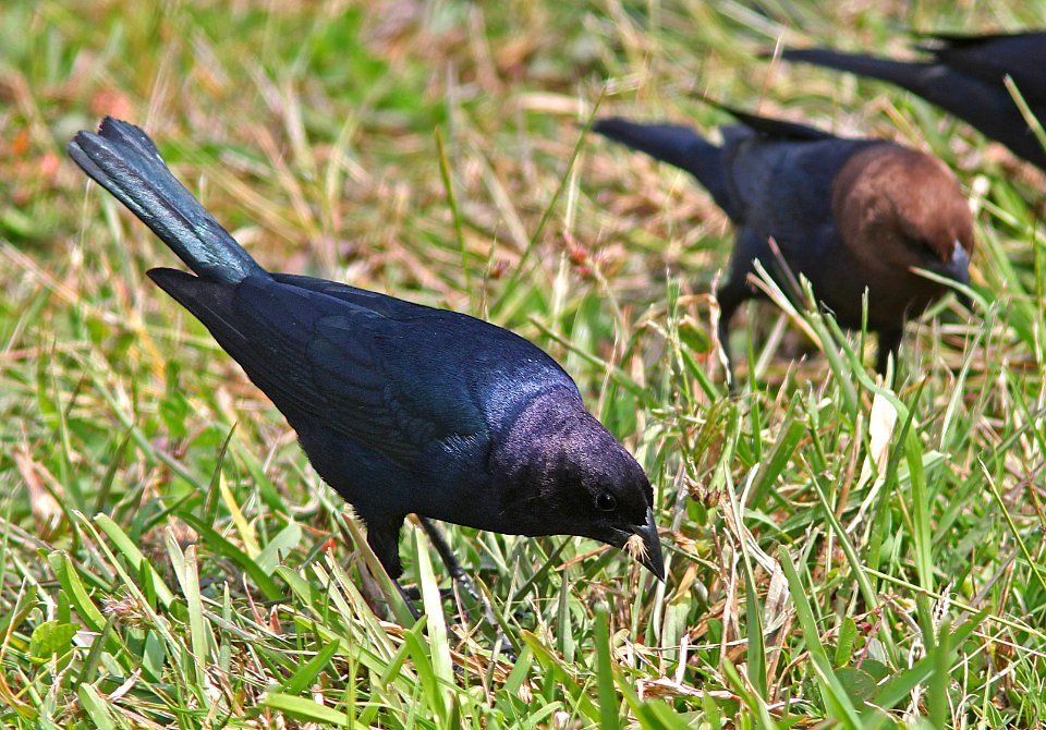 940 - SHINY COWBIRD (3-12-13) loop A, flamingo campground, everglades national park, monroe co, fl  (4)