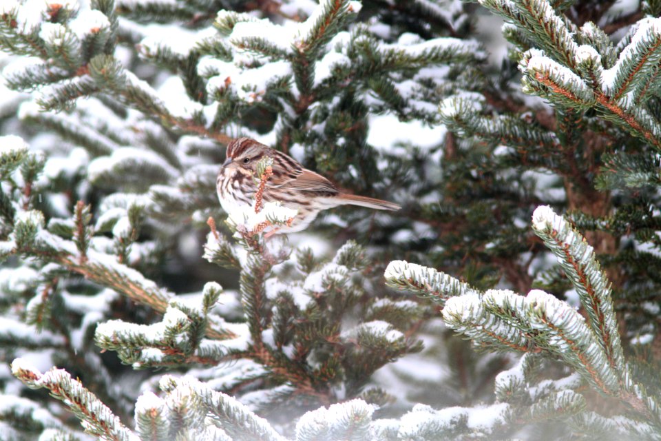 892 - SONG SPARROW (2-13-11) Placentia, Newfoundland