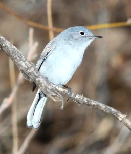 701 - BLUE-GRAY GNATCATCHER (1-15-12) sonoita creek state natural area, scc, az -01 - Copy