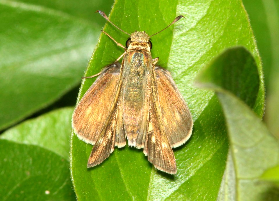 SKIPPER, OBSCURE (Panoquina panoquinoides) (2-29-12) s padre island birding center, tx  (3)