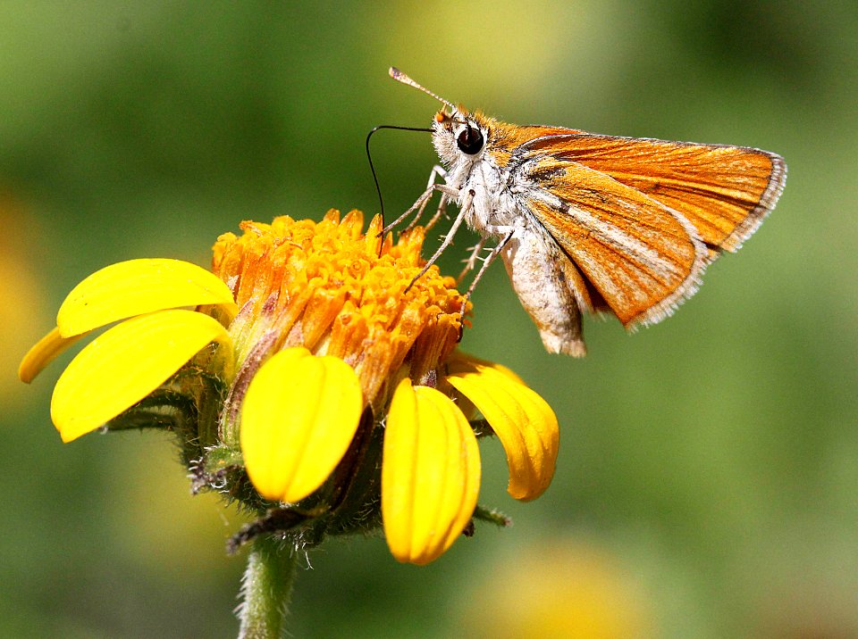 SKIPPERLING, SOUTHERN (Copaeodes minima) (4-18-12) national butterfly center, mission, tx  (2)