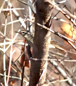 798 - LOUISIANA WATERTHRUSH  (1-11-11) Sonoita Creeek, Patagonia Roadside Rest, scc, az  (8)