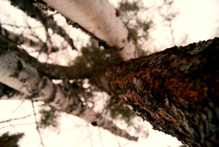 Vertical Trees