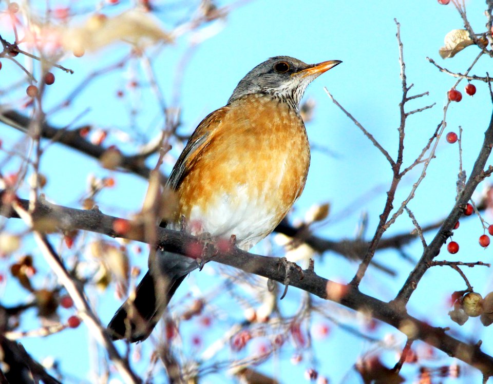 755 - RUFOUS-BACKED ROBIN (1-4-11) patagonia lake, scc, az - (7)
