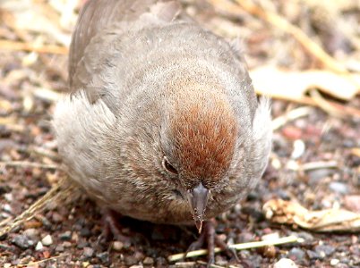 863 - CANYON TOWHEE (1-10-10) scc, az (5)