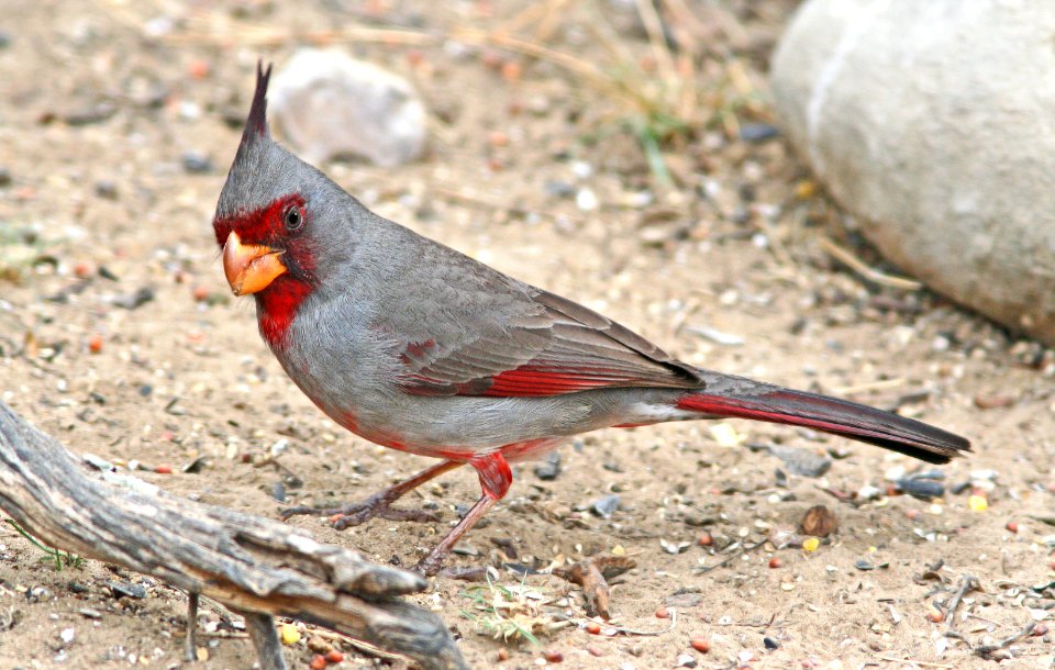 917 -PYRRHULOXIA (2-25-08) falcon lake, tx  (2)