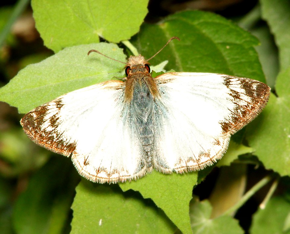 WHITE-SKIPPER, LAVIANA (Heliopetes laviana) (3-7-12) national butterfly center, mission, tx  (1)