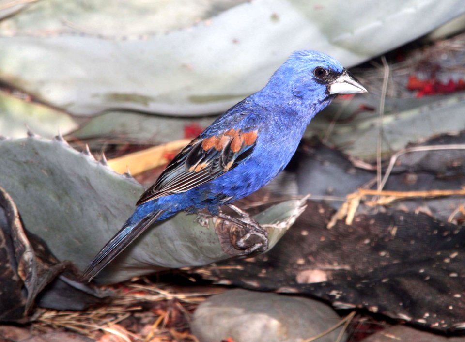922 - BLUE GROSBEAK (8-10-10) yard, west of patagonia, scc, az  (2)