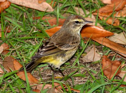 833 - PALM WARBLER (2-21-13) kissimmee prairie state park, ocheechobee co, fl