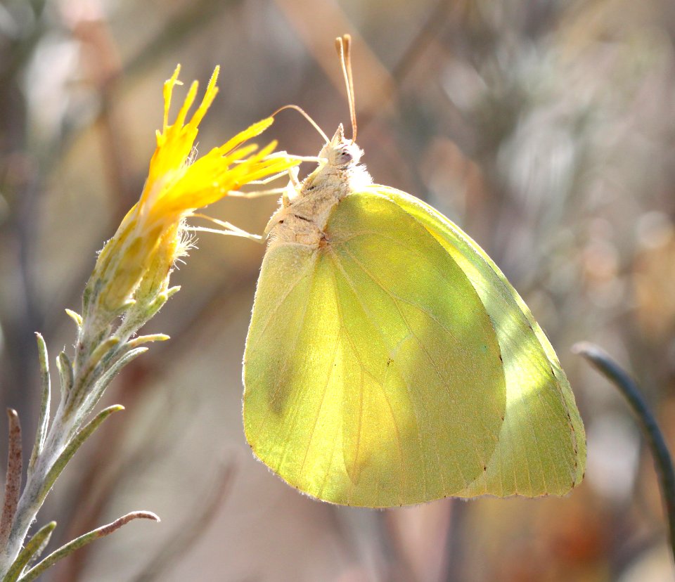 SULPHUR, LYSIDE (Kricogonia lyside) (11-5-12) harshaw rabbitbrush, patagonia mts, scc, az  (1)