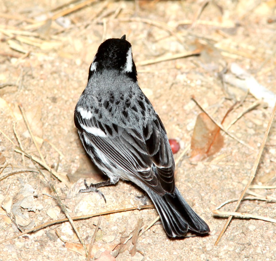 839 - BLACK-THROATED GRAY WARBLER (3-13-11) patagonia lake, scc,az -