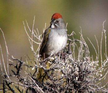 859 - GREEN-TAILED TOWHEE (5-21-10) central utah (3)