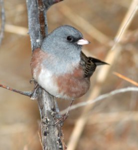 899 - DARK-EYED JUNCO (11-29-09) pink-sided form, farmington, nm  (7)