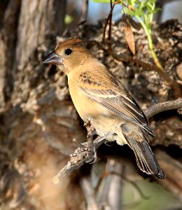 922 - BLUE GROSBEAK (10-6-10) patagonia-sonoita creek preserve, scc, az