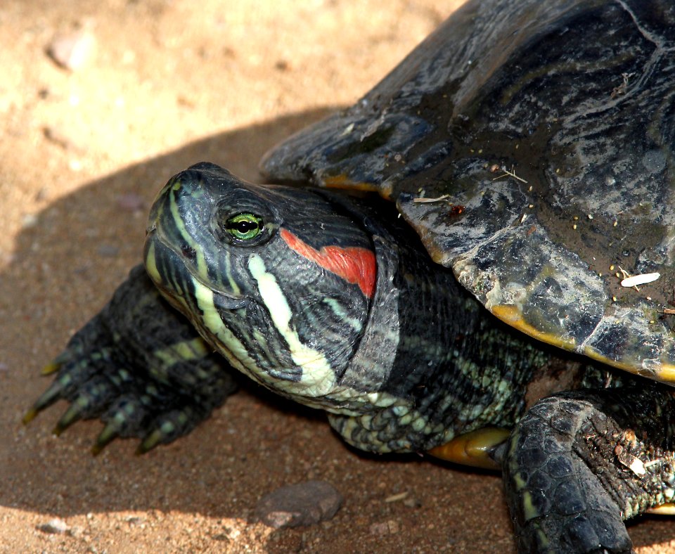POND SLIDER (Trachemys scripta) (6-24-13) patagonia lake, scc, az -02
