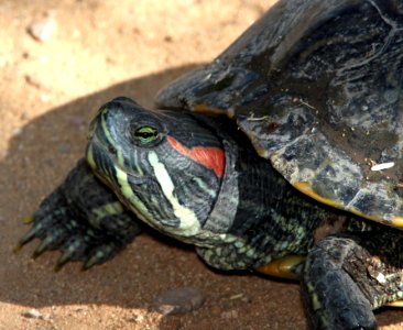 POND SLIDER (Trachemys scripta) (6-24-13) patagonia lake, scc, az -02