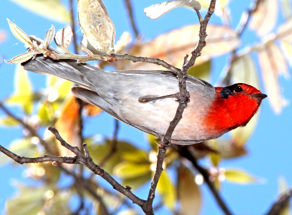849 - RED-FACED WARBLER (5-11-13) temporal gulch, santa rita mts, scc, az -03