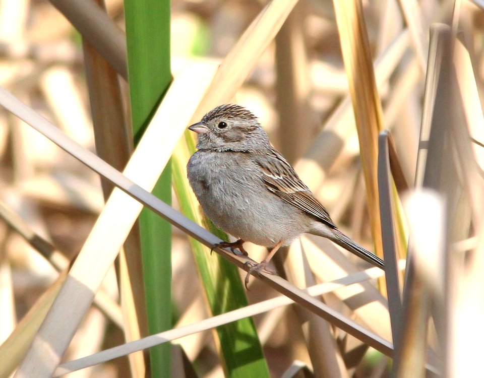 873 - BREWER'S SPARROW (3-5-08) patagonia lake state park, az -01