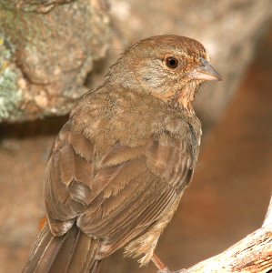 864 - CALIFORNIA TOWHEE (5-25-09) canet rd, slo co, ca