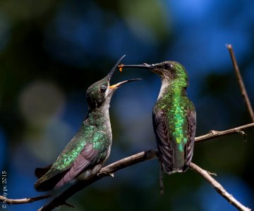 Pica Flor, Zumbador, Anthracothorax dominicus, Antillean Mango
