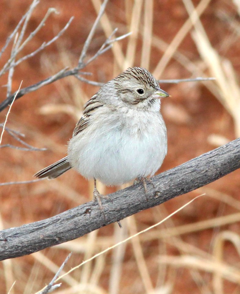 873 - BREWER'S SPARROW (2-14-12) patagonia lake road, nogales, scc, az -01