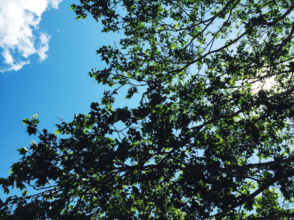 Blue sky sunlight