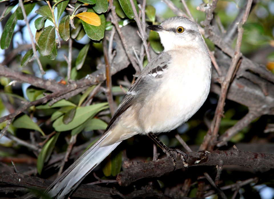 761 - NORTHERN MOCKINGBIRD (12-21-10) santa gertrudis lane, tumacacory, scc, az -01